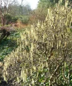 Future Forests Corylus Avellana Contorta
