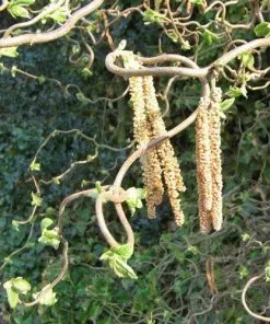 Future Forests Corylus Avellana Contorta
