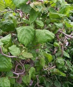 Future Forests Corylus Avellana Contorta