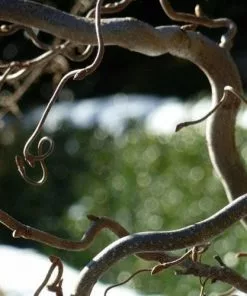 Future Forests Corylus Avellana Contorta