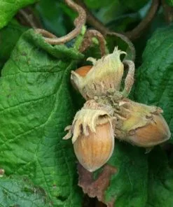 Future Forests Corylus Avellana Contorta