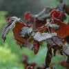 Future Forests Shrubs Corylus Avellana Red Majestic 2 Future Forests Shrubs Corylus Avellana Red Majestic
