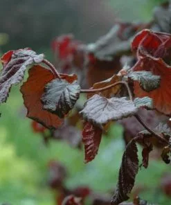 Future Forests Shrubs Corylus Avellana Red Majestic