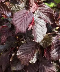 Future Forests Shrubs Corylus Avellana Red Majestic