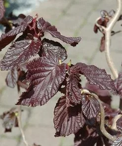 Future Forests Shrubs Corylus Avellana Red Majestic