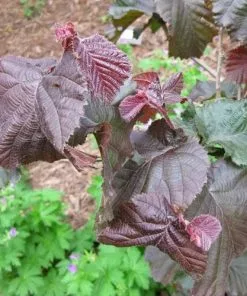 Future Forests Shrubs Corylus Avellana Red Majestic