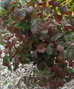 Future Forests Shrubs Corylus Avellana Red Majestic