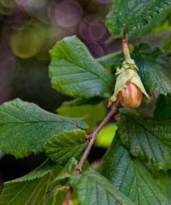 Future Forests Hedging Corylus Avellana - Hazel
