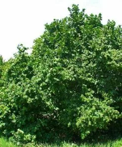 Future Forests Hedging Corylus Avellana - Hazel