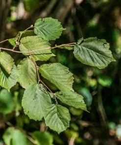 Future Forests Hedging Corylus Avellana - Hazel