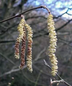 Future Forests Hedging Corylus Avellana - Hazel