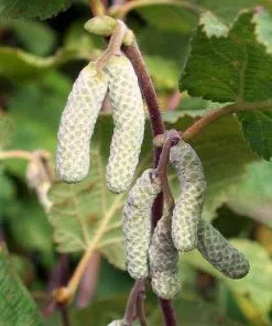 Future Forests Hedging Corylus Avellana - Hazel