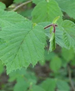 Future Forests Hedging Corylus Avellana - Hazel