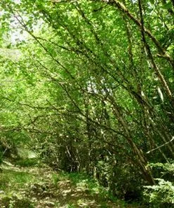 Future Forests Hedging Corylus Avellana - Hazel