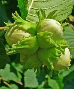 Future Forests Hedging Corylus Avellana - Hazel
