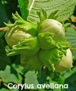 Future Forests Hedging Native Wildlife Fruiting Hedge Mix