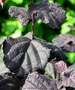 Future Forests Corylus Avellana Anny's Purple Dream Shrubs