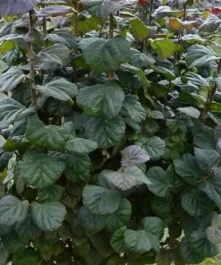 Future Forests Corylus Avellana Anny's Purple Dream Shrubs