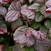 Future Forests Corylus Avellana Anny's Purple Dream Shrubs 1 Future Forests Corylus Avellana Anny's Purple Dream Shrubs