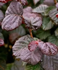 Future Forests Corylus Avellana Anny's Purple Dream Shrubs