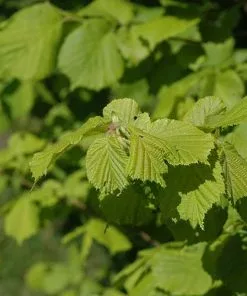 Future Forests Trees Corylus Avellana Aurea