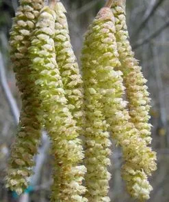 Future Forests Trees Corylus Avellana Aurea