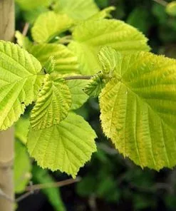 Future Forests Trees Corylus Avellana Aurea