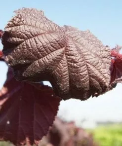 Future Forests Corylus Avellana Purple Umbrella Shrubs