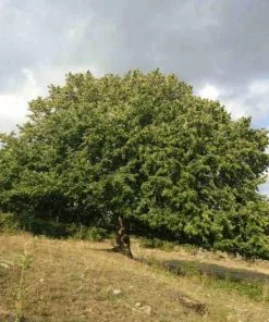 Future Forests Corylus Colurna - Turkish Hazel Nuts 12 Future Forests Corylus Colurna - Turkish Hazel Nuts