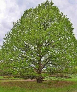 Future Forests Corylus Colurna - Turkish Hazel Nuts
