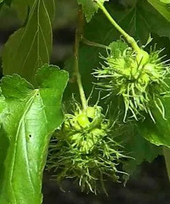 Future Forests Corylus Colurna - Turkish Hazel Nuts 10 Future Forests Corylus Colurna - Turkish Hazel Nuts