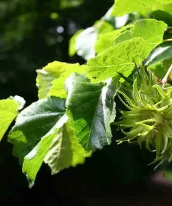 Future Forests Corylus Colurna - Turkish Hazel Nuts 13 Future Forests Corylus Colurna - Turkish Hazel Nuts