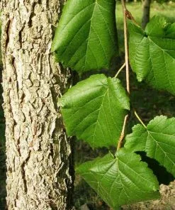 Future Forests Corylus Colurna - Turkish Hazel Nuts 11 Future Forests Corylus Colurna - Turkish Hazel Nuts