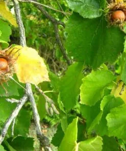 Future Forests Corylus Colurna - Turkish Hazel Nuts