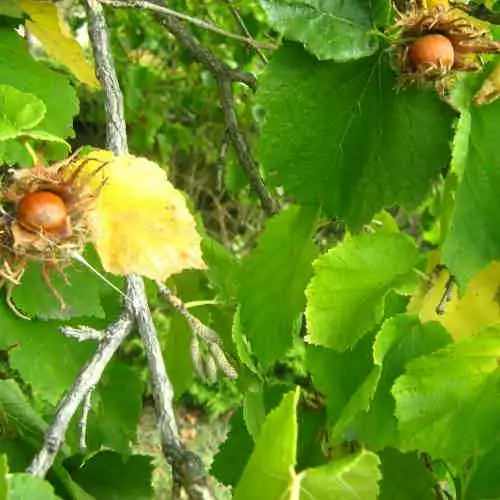 Future Forests Corylus Colurna - Turkish Hazel Nuts 4 Future Forests Corylus Colurna - Turkish Hazel Nuts