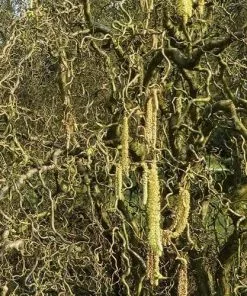 Future Forests Corylus Avellana Scooter