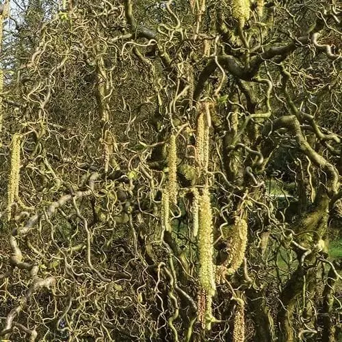 Future Forests Corylus Avellana Scooter 3 Future Forests Corylus Avellana Scooter