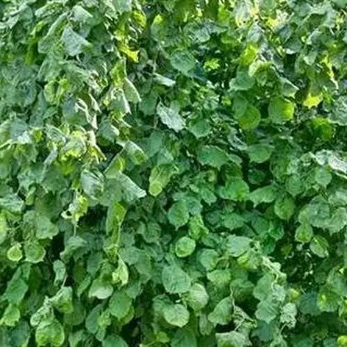 Future Forests Corylus Avellana Scooter 5 Future Forests Corylus Avellana Scooter