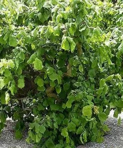 Future Forests Corylus Avellana Scooter 7 Future Forests Corylus Avellana Scooter