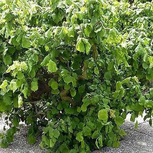 Future Forests Corylus Avellana Scooter 4 Future Forests Corylus Avellana Scooter