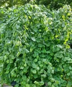 Future Forests Corylus Avellana Scooter 9 Future Forests Corylus Avellana Scooter