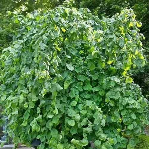 Future Forests Corylus Avellana Scooter 6 Future Forests Corylus Avellana Scooter