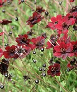 Future Forests Cosmos At. Chocomocha More