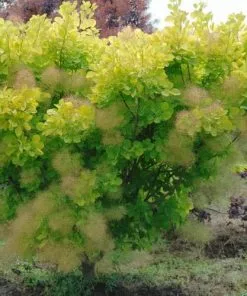 Future Forests Cotinus Coggygria Golden Spirit