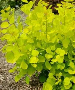 Future Forests Cotinus Coggygria Golden Spirit 10 Future Forests Cotinus Coggygria Golden Spirit