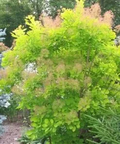 Future Forests Cotinus Coggygria Golden Spirit 11 Future Forests Cotinus Coggygria Golden Spirit