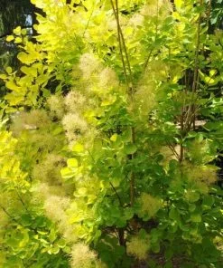 Future Forests Cotinus Coggygria Golden Spirit 12 Future Forests Cotinus Coggygria Golden Spirit