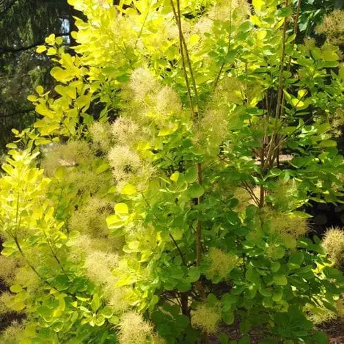 Future Forests Cotinus Coggygria Golden Spirit 7 Future Forests Cotinus Coggygria Golden Spirit