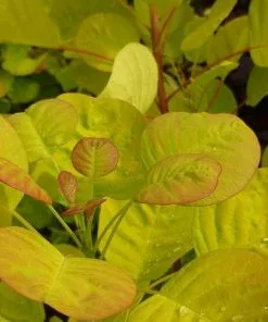 Future Forests Cotinus Coggygria Golden Spirit