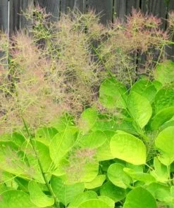 Future Forests Cotinus Coggygria Golden Spirit 13 Future Forests Cotinus Coggygria Golden Spirit